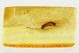 Detailed Fossil Ichneumon Wasp (Ichneumonidae) In Baltic Amber #372521-1